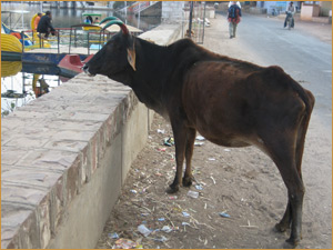 Bundi - Cow